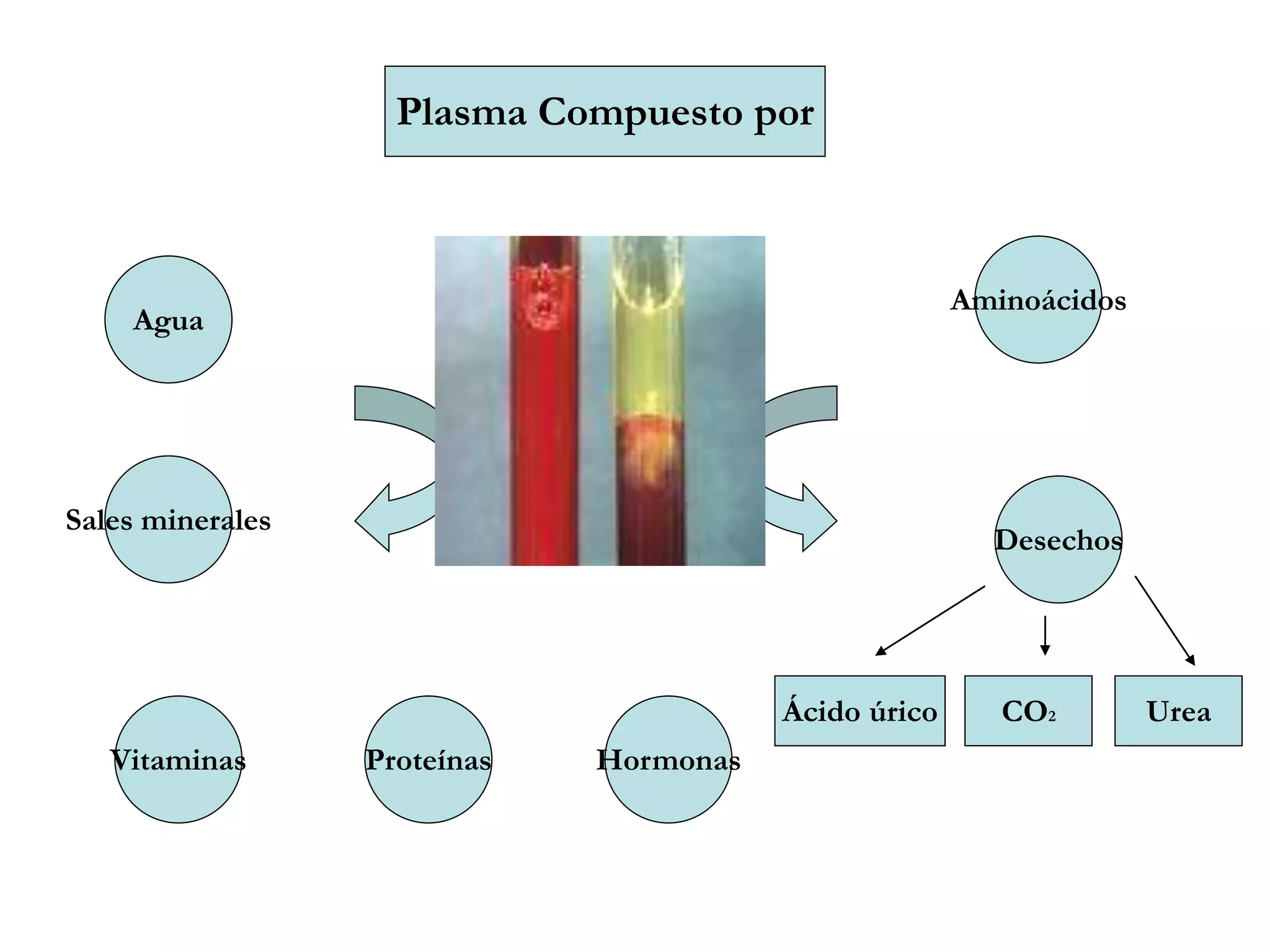 Plasma Compuesto por
Agua
Desechos
Vitaminas
Sales minerales
Aminoácidos
Proteínas Hormonas
Ácido úrico CO2 Urea
 