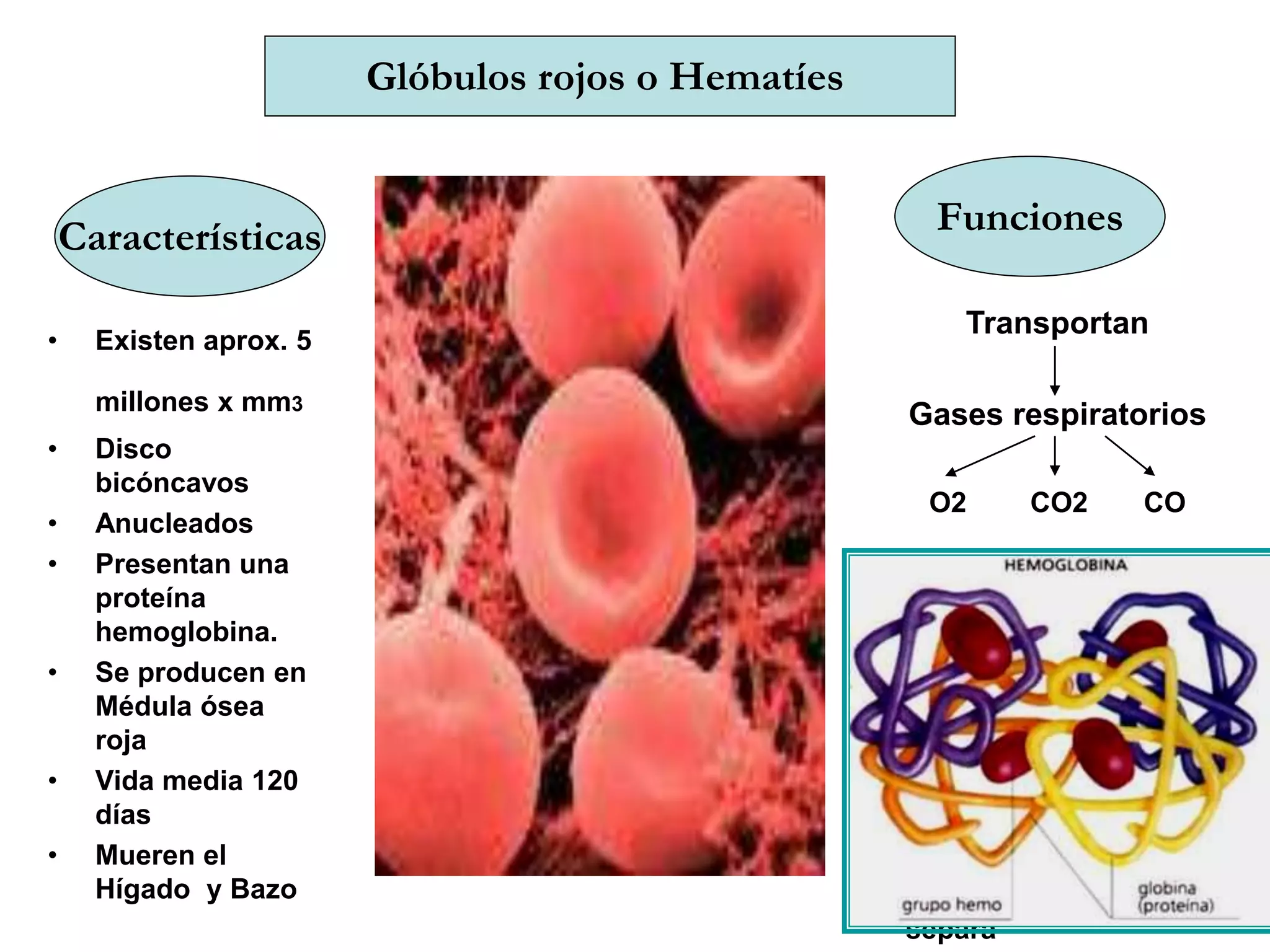 Glóbulos rojos o Hematíes
Características Funciones
• Existen aprox. 5
millones x mm3
• Disco
bicóncavos
• Anucleados
• Presentan una
proteína
hemoglobina.
• Se producen en
Médula ósea
roja
• Vida media 120
días
• Mueren el
Hígado y Bazo
Transportan
Gases respiratorios
O2 CO2 CO
OxiHb CarboHb CarboxiHh
Unión
con
Glóbulo rojo Glóbulo
rojo
es Inestable
Estable
Se separan No se
separa
 