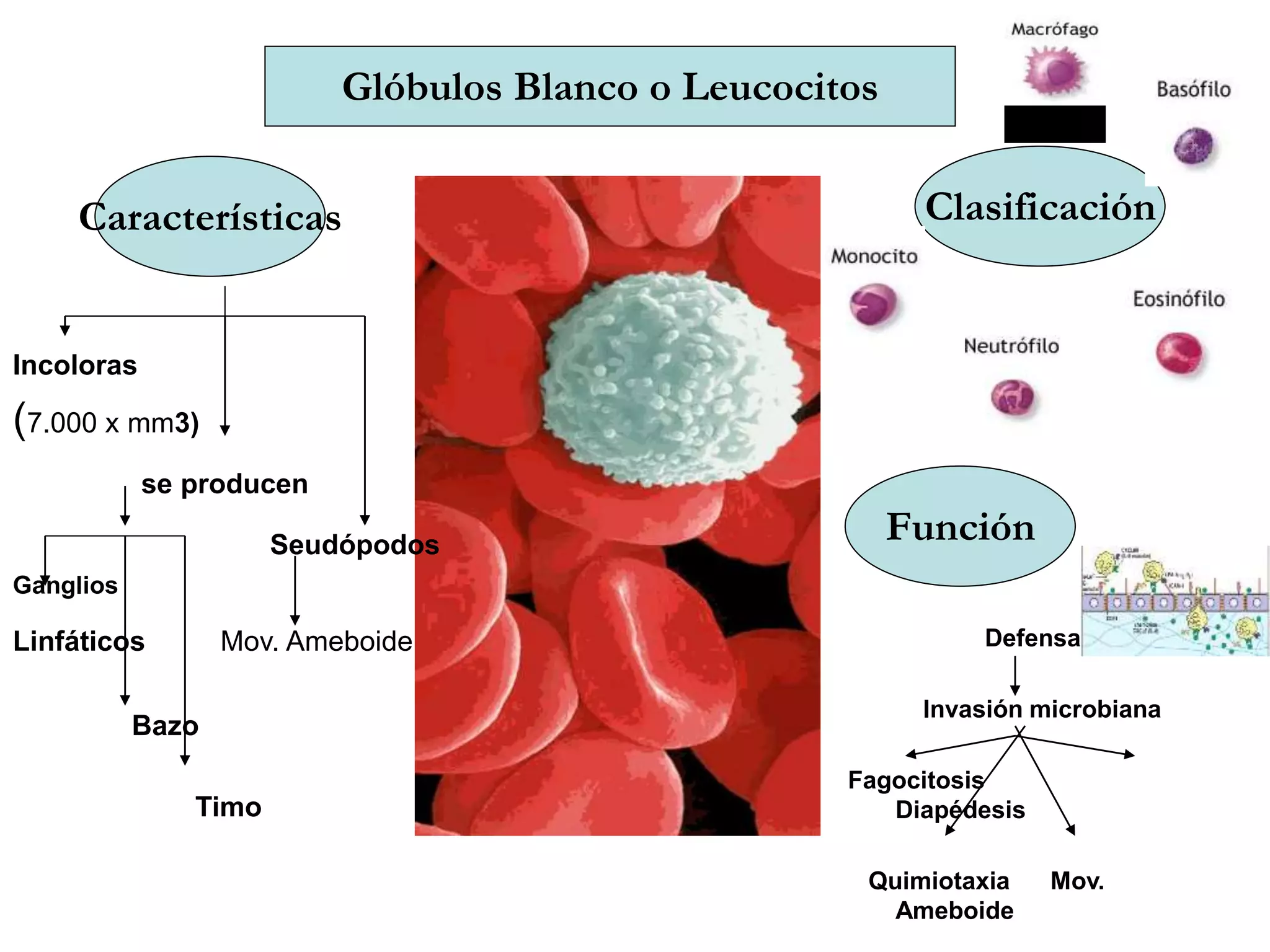 Glóbulos Blanco o Leucocitos
Características
Incoloras
(7.000 x mm3)
se producen
Seudópodos
Ganglios
Linfáticos Mov. Ameboide
Bazo
Timo
Defensa
Invasión microbiana
Fagocitosis
Diapédesis
Quimiotaxia Mov.
Ameboide
Clasificación
Función
Linfocito
 