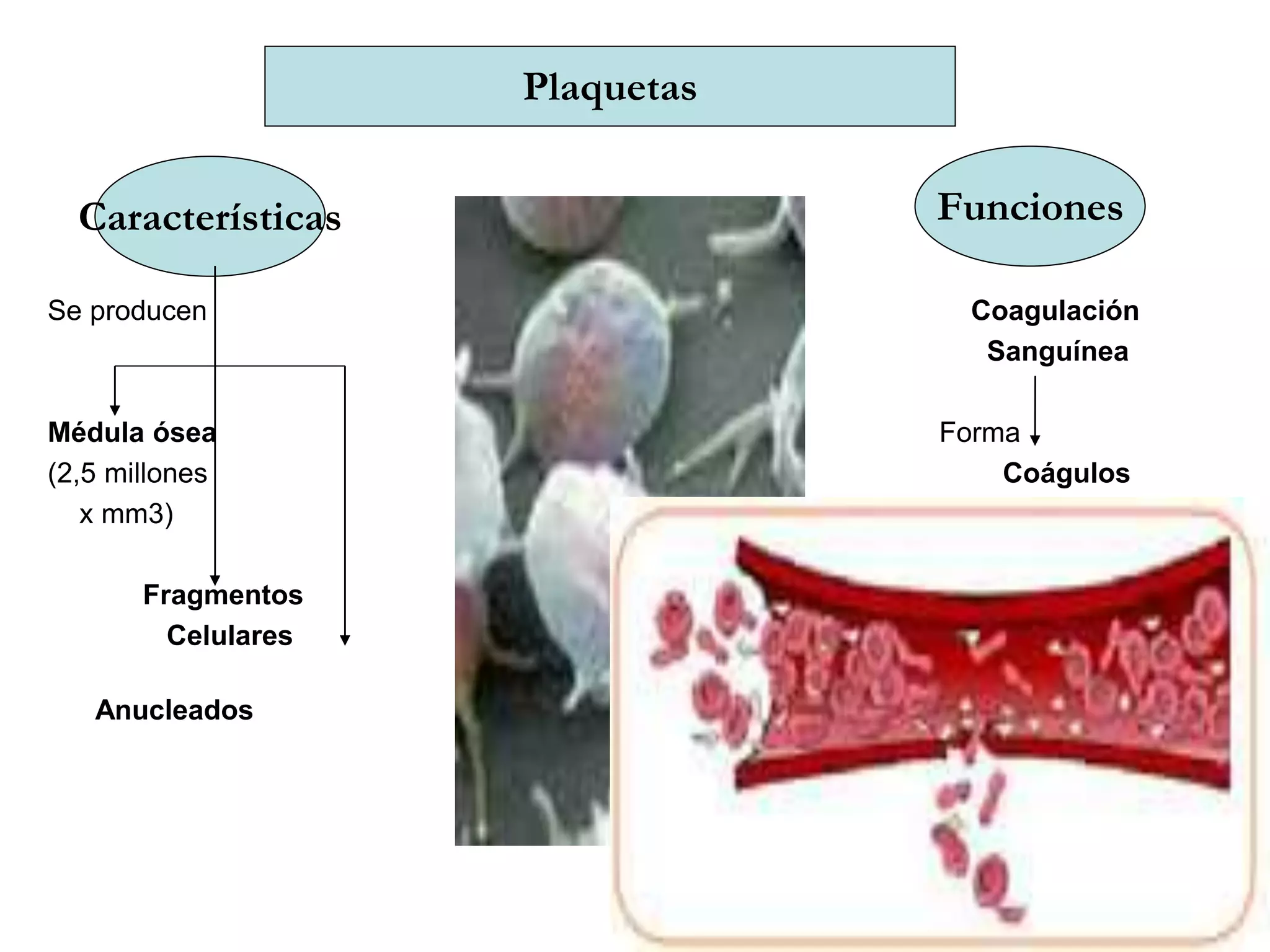 Plaquetas
Características Funciones
Se producen
Médula ósea
(2,5 millones
x mm3)
Fragmentos
Celulares
Anucleados
Coagulación
Sanguínea
Forma
Coágulos
 