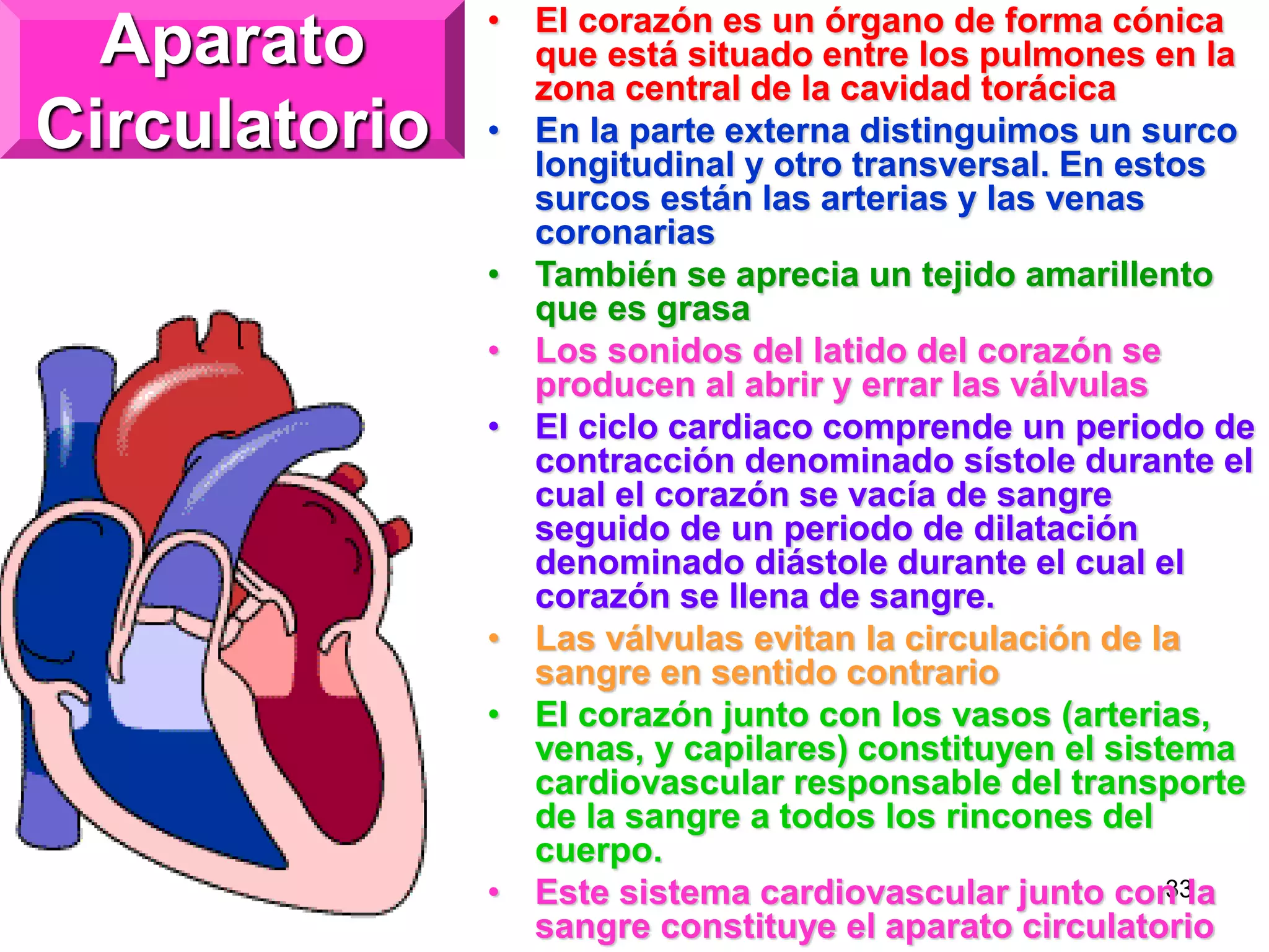 33
Aparato
Circulatorio
• El corazón es un órgano de forma cónica
que está situado entre los pulmones en la
zona central de la cavidad torácica
• En la parte externa distinguimos un surco
longitudinal y otro transversal. En estos
surcos están las arterias y las venas
coronarias
• También se aprecia un tejido amarillento
que es grasa
• Los sonidos del latido del corazón se
producen al abrir y errar las válvulas
• El ciclo cardiaco comprende un periodo de
contracción denominado sístole durante el
cual el corazón se vacía de sangre
seguido de un periodo de dilatación
denominado diástole durante el cual el
corazón se llena de sangre.
• Las válvulas evitan la circulación de la
sangre en sentido contrario
• El corazón junto con los vasos (arterias,
venas, y capilares) constituyen el sistema
cardiovascular responsable del transporte
de la sangre a todos los rincones del
cuerpo.
• Este sistema cardiovascular junto con la
sangre constituye el aparato circulatorio
 