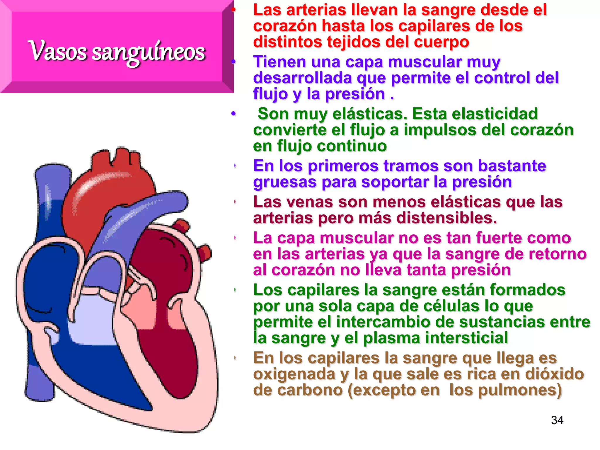 34
Vasos sanguíneos
• Las arterias llevan la sangre desde el
corazón hasta los capilares de los
distintos tejidos del cuerpo
• Tienen una capa muscular muy
desarrollada que permite el control del
flujo y la presión .
• Son muy elásticas. Esta elasticidad
convierte el flujo a impulsos del corazón
en flujo continuo
• En los primeros tramos son bastante
gruesas para soportar la presión
• Las venas son menos elásticas que las
arterias pero más distensibles.
• La capa muscular no es tan fuerte como
en las arterias ya que la sangre de retorno
al corazón no lleva tanta presión
• Los capilares la sangre están formados
por una sola capa de células lo que
permite el intercambio de sustancias entre
la sangre y el plasma intersticial
• En los capilares la sangre que llega es
oxigenada y la que sale es rica en dióxido
de carbono (excepto en los pulmones)
 