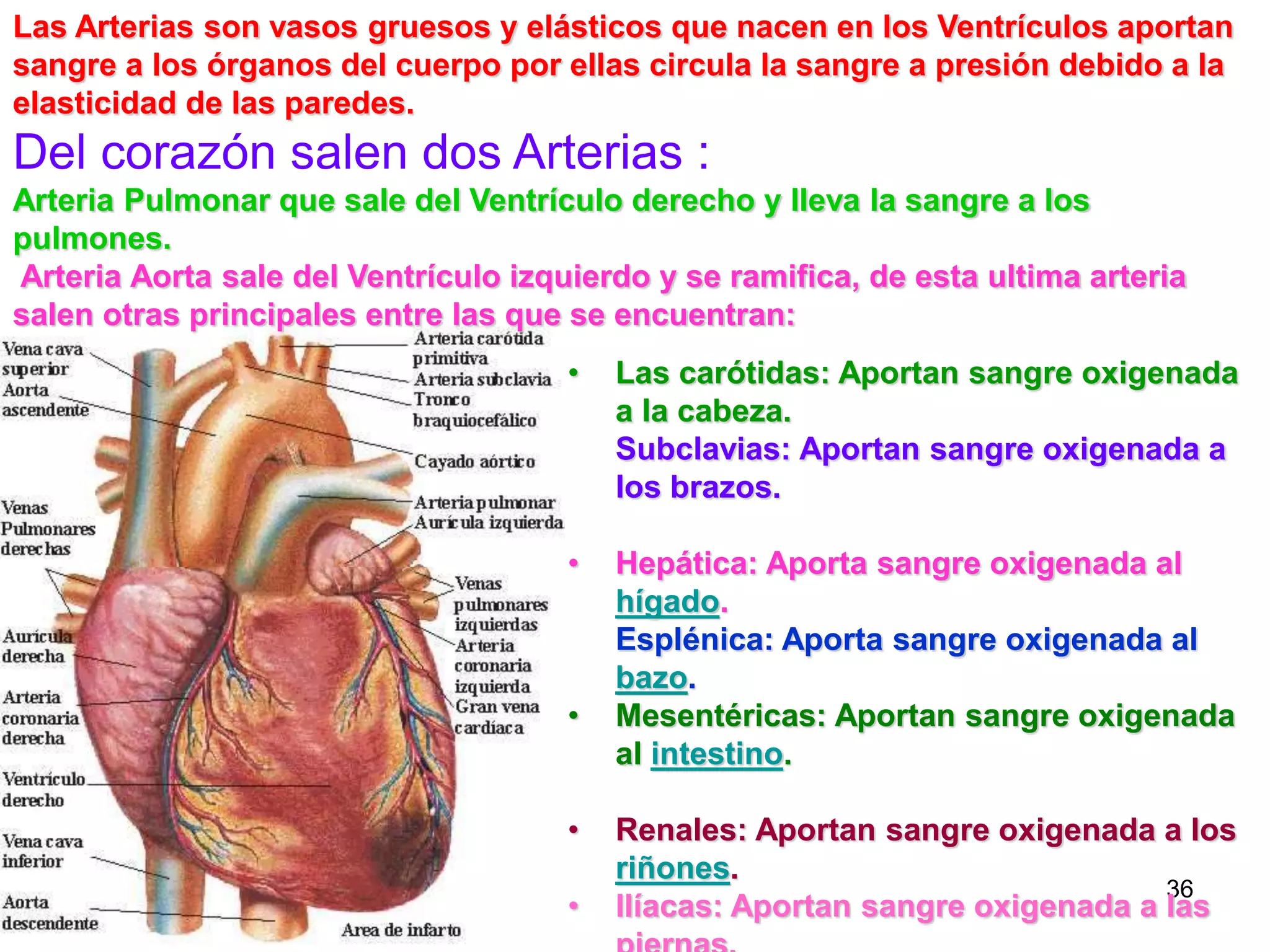 36
• Las carótidas: Aportan sangre oxigenada
a la cabeza.
Subclavias: Aportan sangre oxigenada a
los brazos.
• Hepática: Aporta sangre oxigenada al
hígado.
Esplénica: Aporta sangre oxigenada al
bazo.
• Mesentéricas: Aportan sangre oxigenada
al intestino.
• Renales: Aportan sangre oxigenada a los
riñones.
• Ilíacas: Aportan sangre oxigenada a las
Las Arterias son vasos gruesos y elásticos que nacen en los Ventrículos aportan
sangre a los órganos del cuerpo por ellas circula la sangre a presión debido a la
elasticidad de las paredes.
Del corazón salen dos Arterias :
Arteria Pulmonar que sale del Ventrículo derecho y lleva la sangre a los
pulmones.
Arteria Aorta sale del Ventrículo izquierdo y se ramifica, de esta ultima arteria
salen otras principales entre las que se encuentran:
 