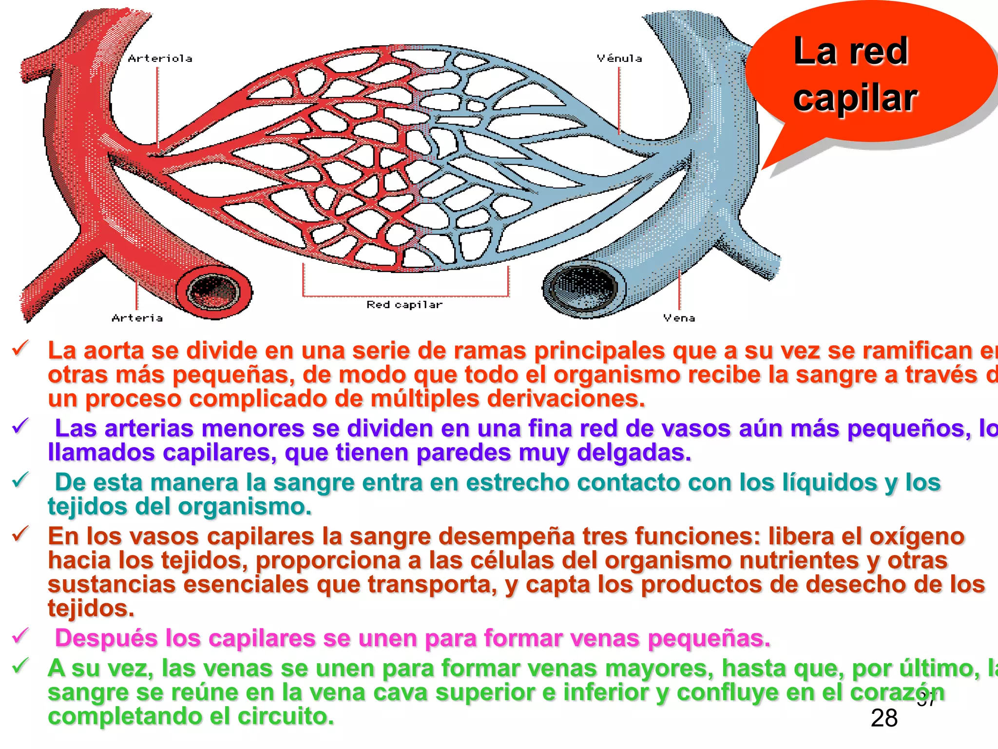 37
 La aorta se divide en una serie de ramas principales que a su vez se ramifican en
otras más pequeñas, de modo que todo el organismo recibe la sangre a través d
un proceso complicado de múltiples derivaciones.
 Las arterias menores se dividen en una fina red de vasos aún más pequeños, lo
llamados capilares, que tienen paredes muy delgadas.
 De esta manera la sangre entra en estrecho contacto con los líquidos y los
tejidos del organismo.
 En los vasos capilares la sangre desempeña tres funciones: libera el oxígeno
hacia los tejidos, proporciona a las células del organismo nutrientes y otras
sustancias esenciales que transporta, y capta los productos de desecho de los
tejidos.
 Después los capilares se unen para formar venas pequeñas.
 A su vez, las venas se unen para formar venas mayores, hasta que, por último, la
sangre se reúne en la vena cava superior e inferior y confluye en el corazón
completando el circuito.
La red
capilar
28
 