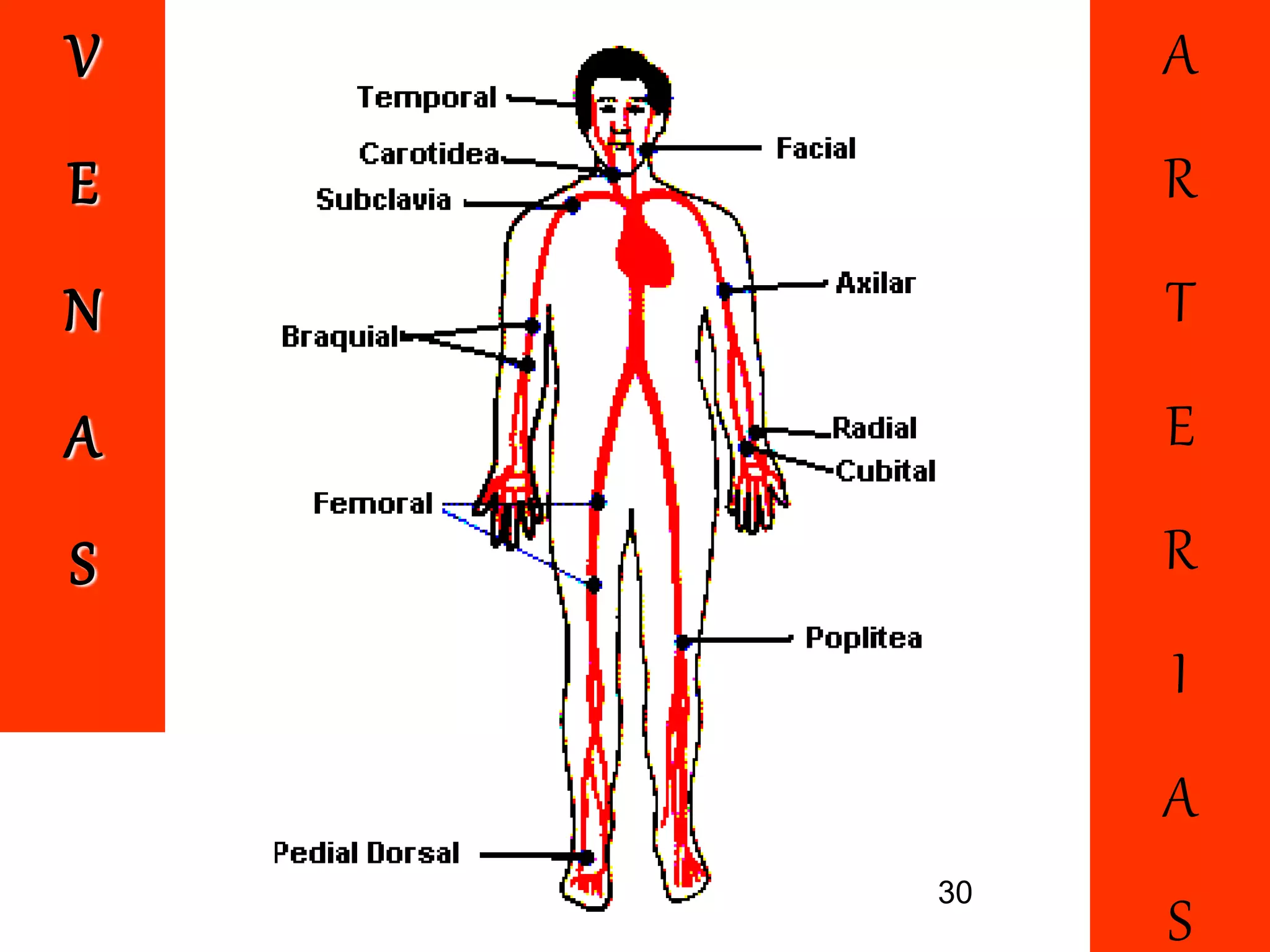 39
V
E
N
A
S
A
R
T
E
R
I
A
S
30
 