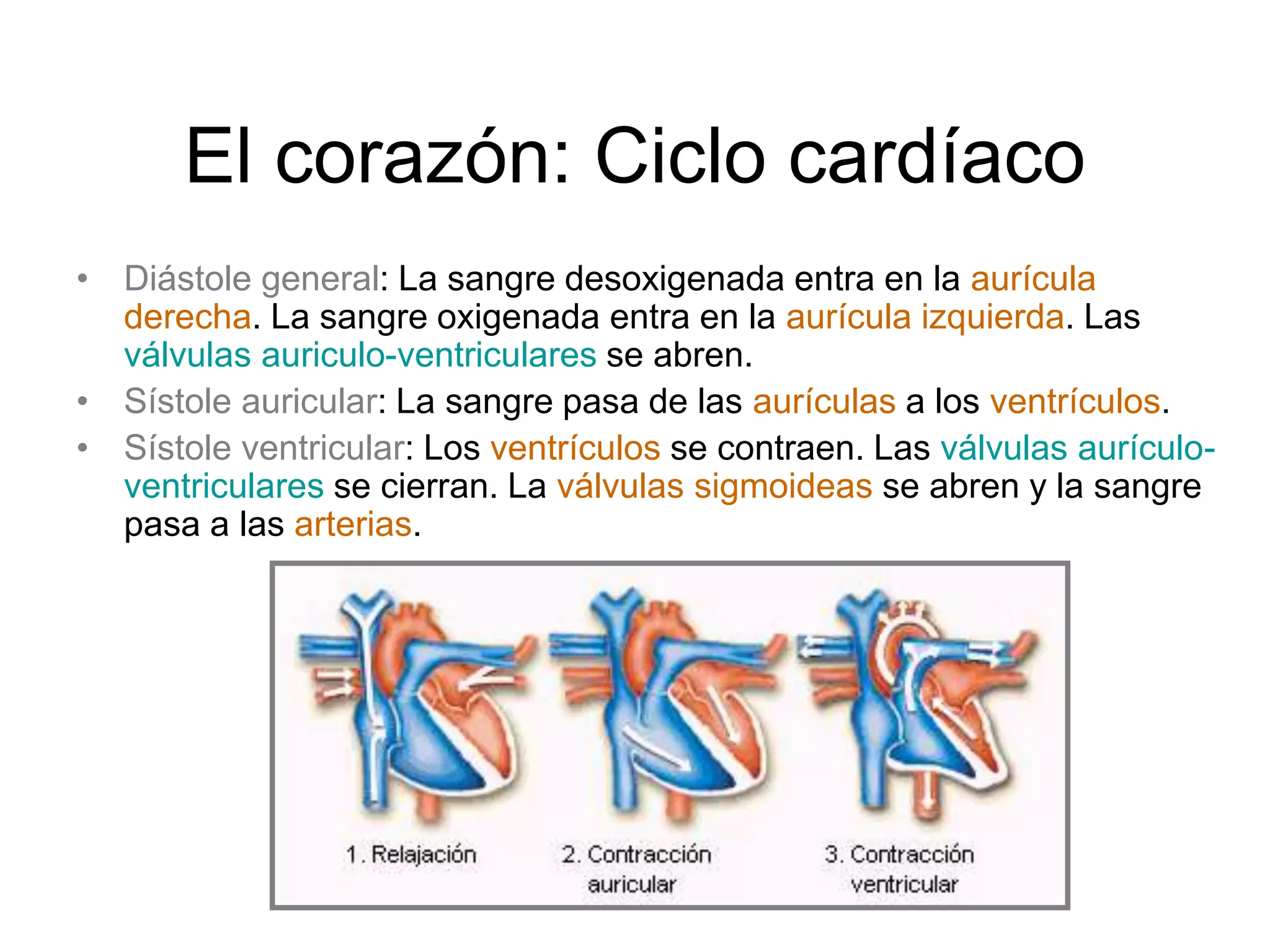 El corazón: Ciclo cardíaco
• Diástole general: La sangre desoxigenada entra en la aurícula
derecha. La sangre oxigenada entra en la aurícula izquierda. Las
válvulas auriculo-ventriculares se abren.
• Sístole auricular: La sangre pasa de las aurículas a los ventrículos.
• Sístole ventricular: Los ventrículos se contraen. Las válvulas aurículo-
ventriculares se cierran. La válvulas sigmoideas se abren y la sangre
pasa a las arterias.
 