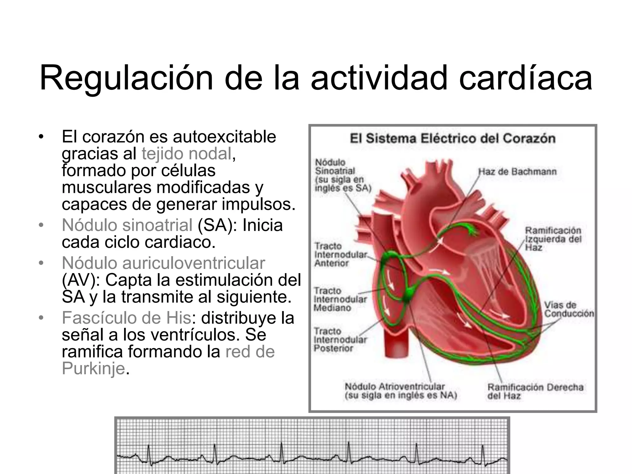 Regulación de la actividad cardíaca
• El corazón es autoexcitable
gracias al tejido nodal,
formado por células
musculares modificadas y
capaces de generar impulsos.
• Nódulo sinoatrial (SA): Inicia
cada ciclo cardiaco.
• Nódulo auriculoventricular
(AV): Capta la estimulación del
SA y la transmite al siguiente.
• Fascículo de His: distribuye la
señal a los ventrículos. Se
ramifica formando la red de
Purkinje.
 