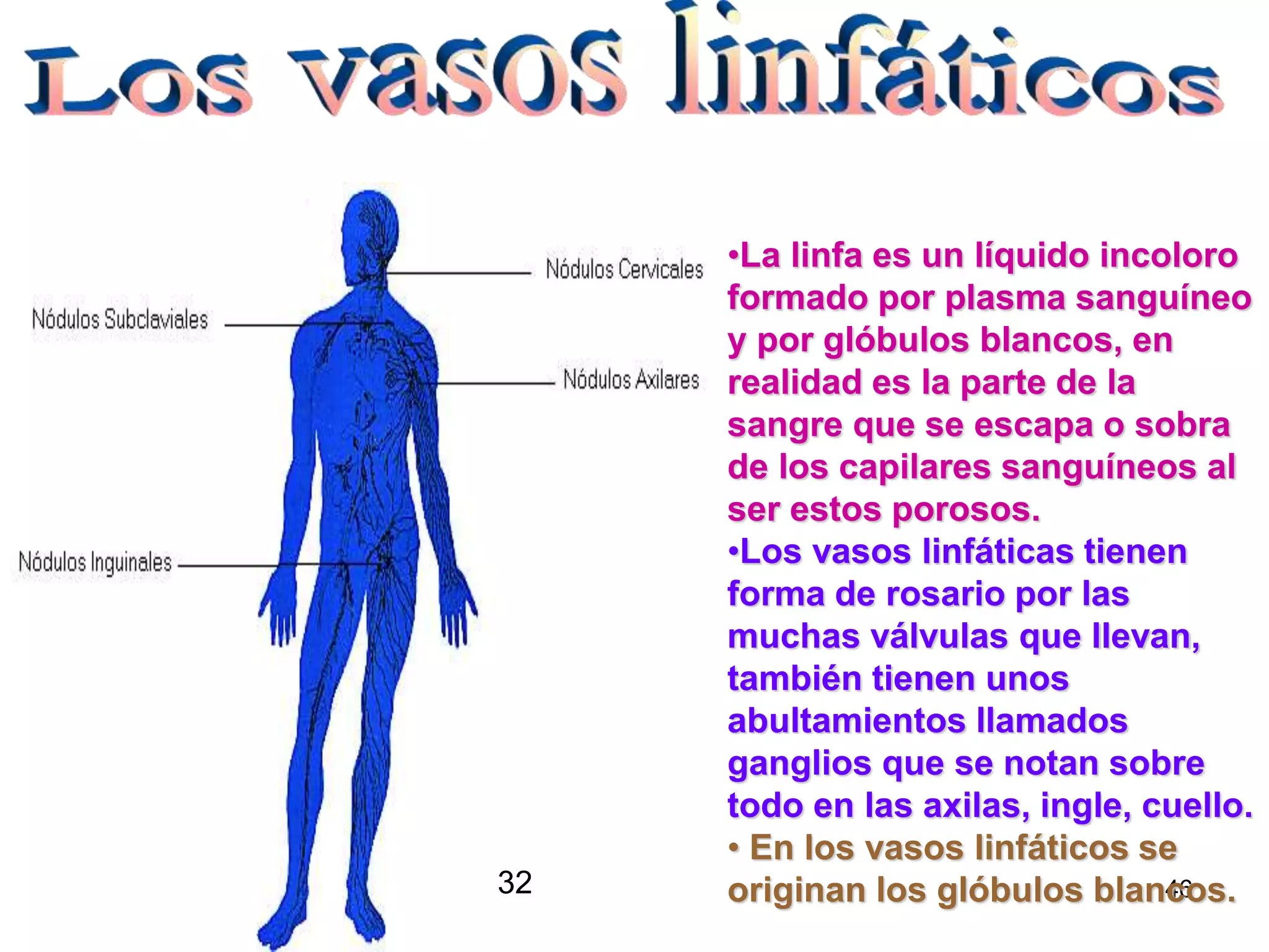 46
•La linfa es un líquido incoloro
formado por plasma sanguíneo
y por glóbulos blancos, en
realidad es la parte de la
sangre que se escapa o sobra
de los capilares sanguíneos al
ser estos porosos.
•Los vasos linfáticas tienen
forma de rosario por las
muchas válvulas que llevan,
también tienen unos
abultamientos llamados
ganglios que se notan sobre
todo en las axilas, ingle, cuello.
• En los vasos linfáticos se
originan los glóbulos blancos.32
 