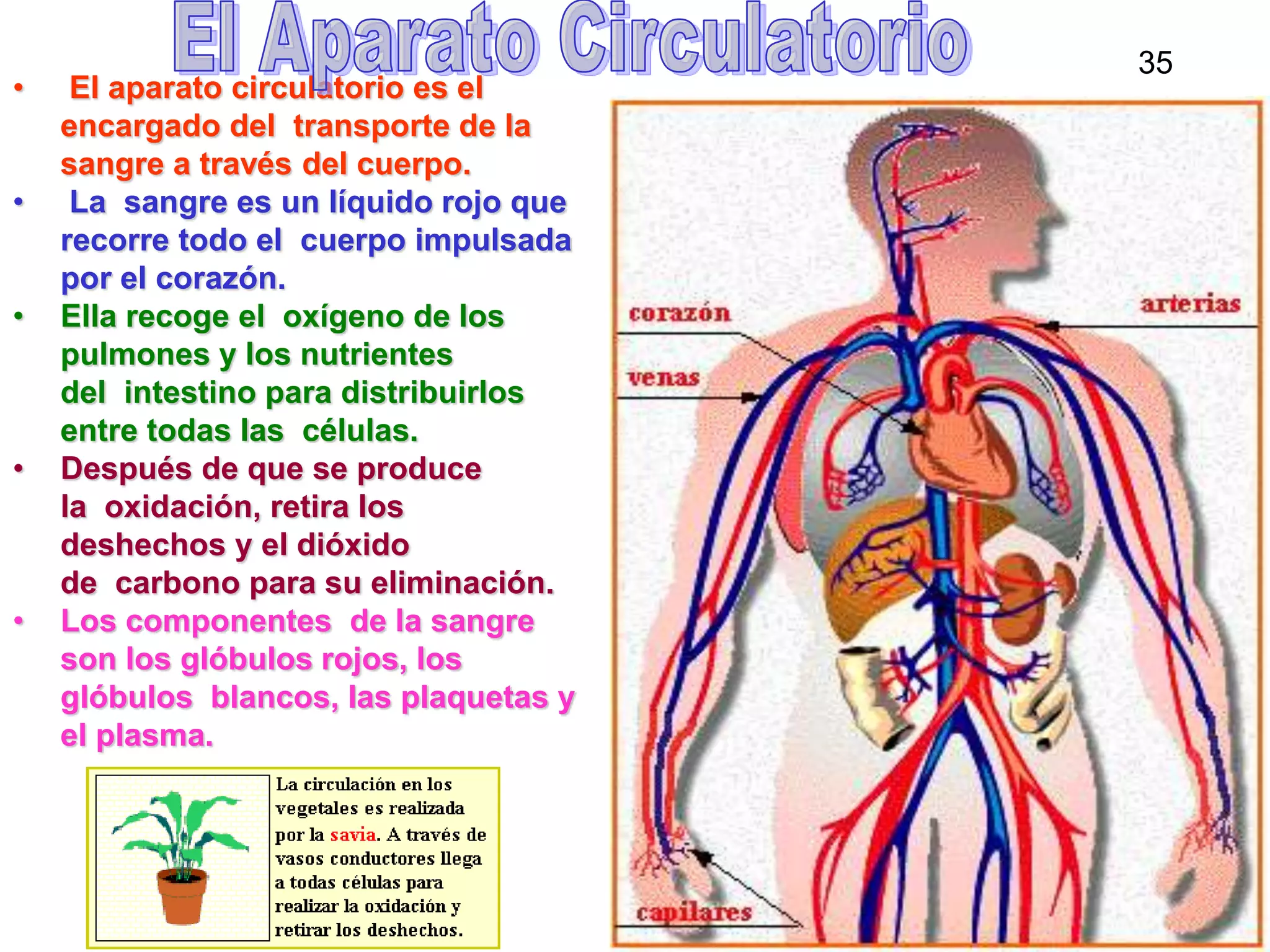 49
• El aparato circulatorio es el
encargado del transporte de la
sangre a través del cuerpo.
• La sangre es un líquido rojo que
recorre todo el cuerpo impulsada
por el corazón.
• Ella recoge el oxígeno de los
pulmones y los nutrientes
del intestino para distribuirlos
entre todas las células.
• Después de que se produce
la oxidación, retira los
deshechos y el dióxido
de carbono para su eliminación.
• Los componentes de la sangre
son los glóbulos rojos, los
glóbulos blancos, las plaquetas y
el plasma.
35
 