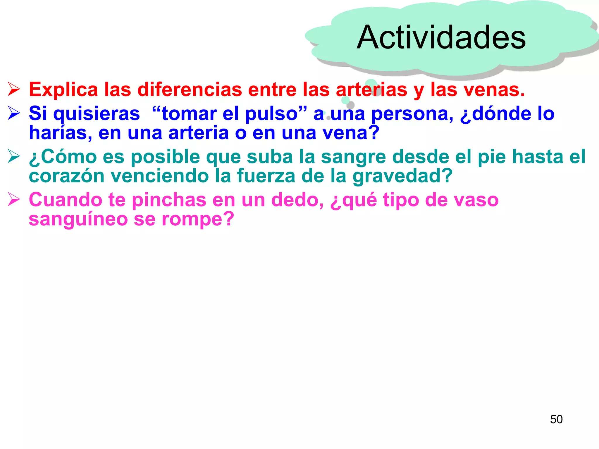 50
Actividades
 Explica las diferencias entre las arterias y las venas.
 Si quisieras “tomar el pulso” a una persona, ¿dónde lo
harías, en una arteria o en una vena?
 ¿Cómo es posible que suba la sangre desde el pie hasta el
corazón venciendo la fuerza de la gravedad?
 Cuando te pinchas en un dedo, ¿qué tipo de vaso
sanguíneo se rompe?
 