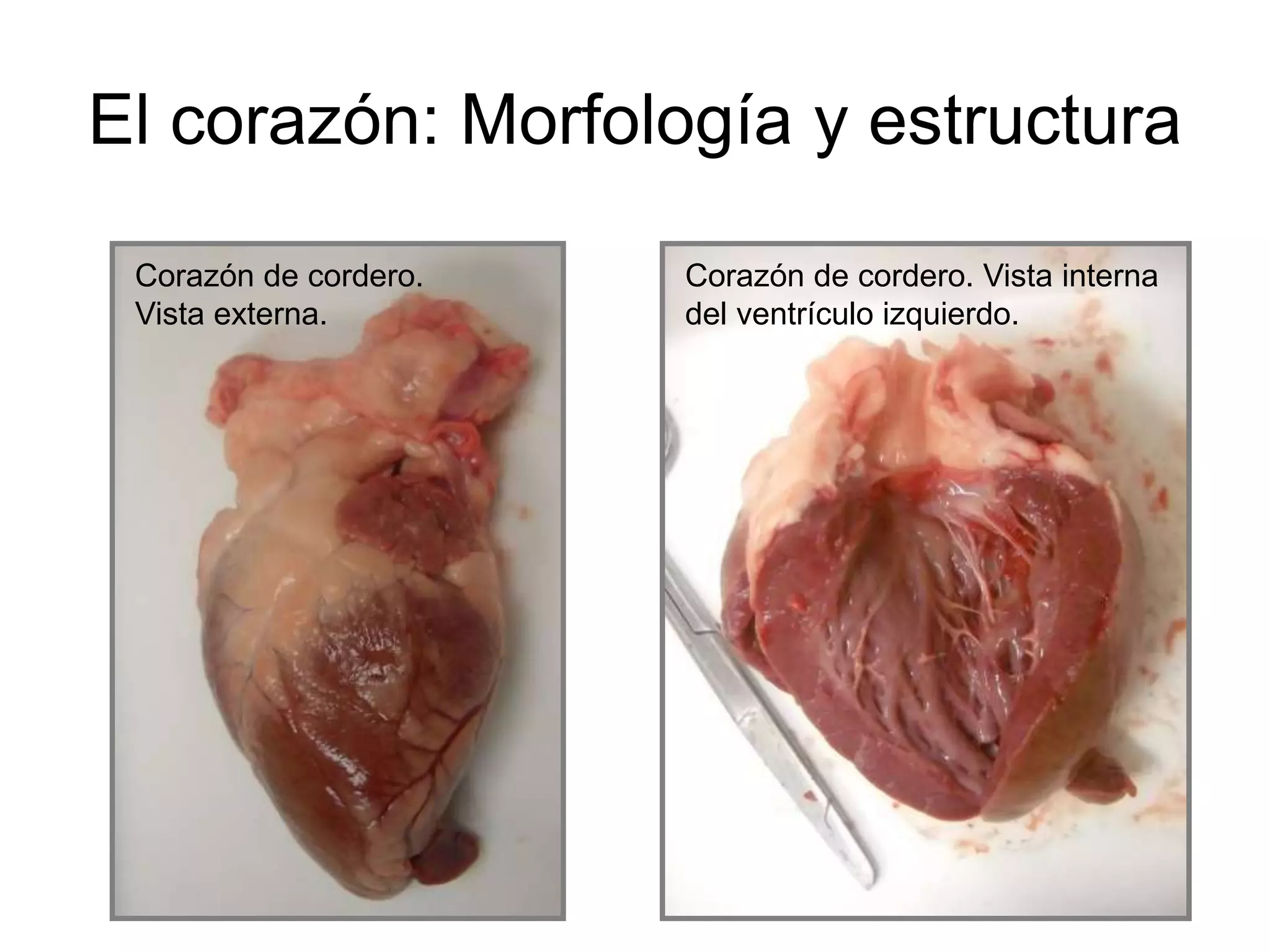 El corazón: Morfología y estructura
Corazón de cordero.
Vista externa.
Corazón de cordero. Vista interna
del ventrículo izquierdo.
 