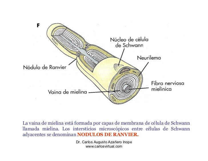 Celulas De Schwann Y Vaina De Mielina