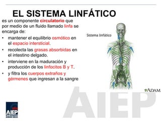 EL SISTEMA LINFÁTICO
es un componente circulatorio que
por medio de un fluido llamado linfa se
encarga de:
• mantener el equilibrio osmótico en
el espacio intersticial.
• recolecta las grasas absorbidas en
el intestino delgado.
• interviene en la maduración y
producción de los linfocitos B y T.
• y filtra los cuerpos extraños y
gérmenes que ingresan a la sangre
 