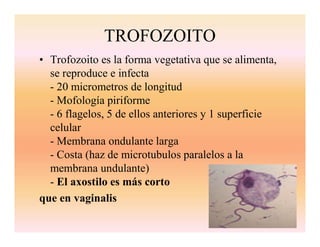 CLASE #6 TRICOMONAS Y OTROS FLAGELADOS.pdf
