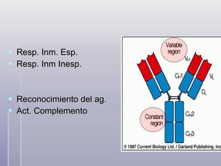Resp. Inm. Esp. Resp. Inm Inesp. Reconocimiento del ag. Act. Complemento  