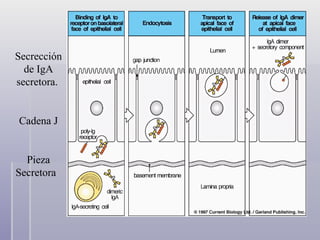 Secrección de IgA secretora.  Cadena J Pieza Secretora  