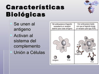 Características Biológicas Se unen al antigeno  Activan al sistema del complemento Unión a Células 