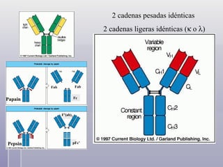 Papain Pepsin Fab Fc Fab pFc’ F’(ab) 2 2 cadenas pesadas idénticas  2 cadenas ligeras idénticas (   o   ) 