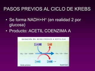 PASOS PREVIOS AL CICLO DE KREBS
• Se forma NADH+H+ (en realidad 2 por
glucosa)
• Producto: ACETIL COENZIMA A
 