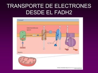 TRANSPORTE DE ELECTRONES
DESDE EL FADH2
 