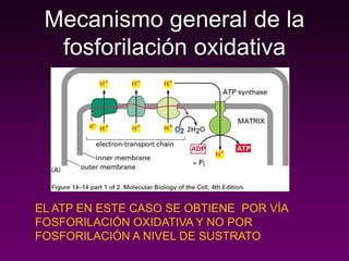 Mecanismo general de la
fosforilación oxidativa
EL ATP EN ESTE CASO SE OBTIENE POR VÍA
FOSFORILACIÓN OXIDATIVA Y NO POR
FOSFORILACIÓN A NIVEL DE SUSTRATO
 