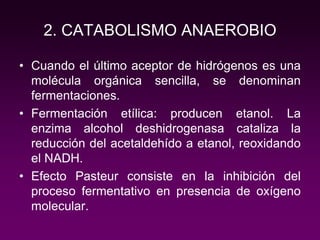 2. CATABOLISMO ANAEROBIO
• Cuando el último aceptor de hidrógenos es una
molécula orgánica sencilla, se denominan
fermentaciones.
• Fermentación etílica: producen etanol. La
enzima alcohol deshidrogenasa cataliza la
reducción del acetaldehído a etanol, reoxidando
el NADH.
• Efecto Pasteur consiste en la inhibición del
proceso fermentativo en presencia de oxígeno
molecular.
 