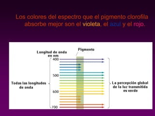 Los colores del espectro que el pigmento clorofila
absorbe mejor son el violeta, el azul y el rojo.
 