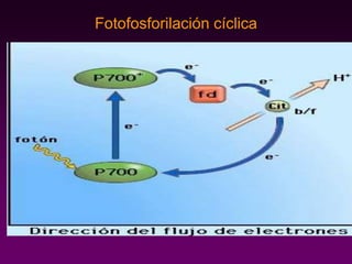 Fotofosforilación cíclica
 