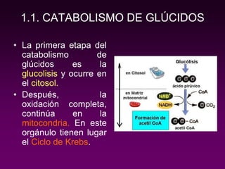 1.1. CATABOLISMO DE GLÚCIDOS
• La primera etapa del
catabolismo de
glúcidos es la
glucolisis y ocurre en
el citosol.
• Después, la
oxidación completa,
continúa en la
mitocondria. En este
orgánulo tienen lugar
el Ciclo de Krebs.
 