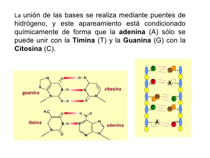 Acidos Nucleicos