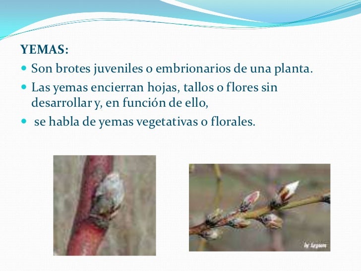 Clase 7.estructura de_las_plantas