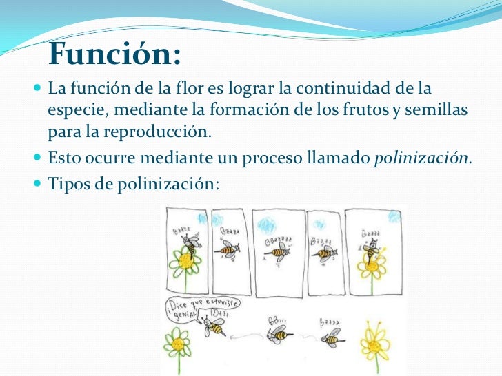 Clase 7.estructura de_las_plantas Clase 7.estructura de_las_plantas