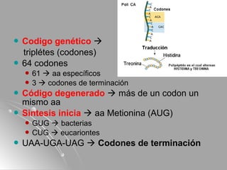 Clase 7 organización del genoma humano | PPT