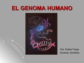 EL GENOMA HUMANOEL GENOMA HUMANO
Dra. Estela Tango
Docente: Genética
 