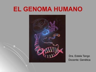 EL GENOMA HUMANO
Dra. Estela Tango
Docente: Genética
 