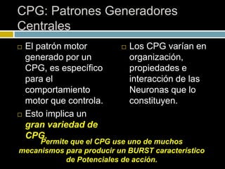 CPG: Patrones Generadores
Centrales
 El patrón motor
generado por un
CPG, es específico
para el
comportamiento
motor que controla.
 Esto implica un
gran variedad de
CPG.
 Los CPG varían en
organización,
propiedades e
interacción de las
Neuronas que lo
constituyen.
Permite que el CPG use uno de muchos
mecanismos para producir un BURST característico
de Potenciales de acción.
 