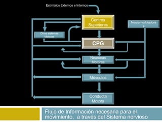 Flujo de Información necesaria para el
movimiento, a través del Sistema nervioso
Centros
Superiores
Otros sistemas
Motores
CPG
Neuronas
Motoras
Músculos
Conducta
Motora
Neuromoduladore
s
Estímulos Externos e Internos
 