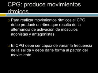  Para realizar movimientos rítmicos el CPG
debe producir un ritmo que resulta de la
alternancia de activación de músculos
agonistas y antagonistas .
 El CPG debe ser capaz de variar la frecuencia
de la salida y debe darle forma al patrón del
movimiento.
CPG: produce movimientos
rítmicos
 