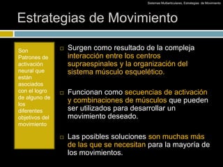 Estrategias de Movimiento
Son
Patrones de
activación
neural que
están
asociados
con el logro
de alguno de
los
diferentes
objetivos del
movimiento
 Surgen como resultado de la compleja
interacción entre los centros
supraespinales y la organización del
sistema músculo esquelético.
 Funcionan como secuencias de activación
y combinaciones de músculos que pueden
ser utilizados para desarrollar un
movimiento deseado.
 Las posibles soluciones son muchas más
de las que se necesitan para la mayoría de
los movimientos.
Sistemas Multiarticulares, Estrategias de Movimiento
 