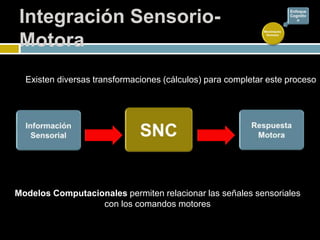 Integración Sensorio-
Motora
Modelos Computacionales permiten relacionar las señales sensoriales
con los comandos motores
Existen diversas transformaciones (cálculos) para completar este proceso
Movimiento
Humano
Enfoque
Cognitiv
o
 