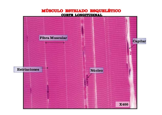 Tejido muscular
