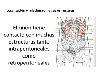 Localización y relación con otras estructuras
El riñón tiene
contacto con muchas
estructuras tanto
intraperitoneales
como
retroperitoneales
 