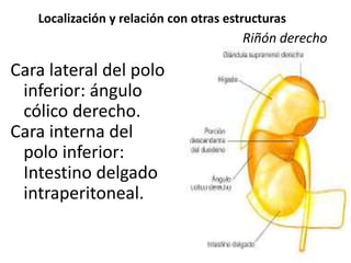 Cara lateral del polo
inferior: ángulo
cólico derecho.
Cara interna del
polo inferior:
Intestino delgado
intraperitoneal.
Localización y relación con otras estructuras
Riñón derecho
 