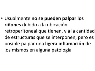 • Usualmente no se pueden palpar los
riñones debido a la ubicación
retroperitoneal que tienen, y a la cantidad
de estructuras que se interponen, pero es
posible palpar una ligera inflamación de
los mismos en alguna patología
 