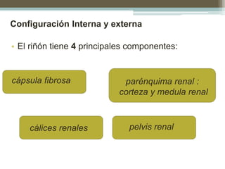 Configuración Interna y externa
• El riñón tiene 4 principales componentes:
cápsula fibrosa parénquima renal :
corteza y medula renal
cálices renales pelvis renal
 