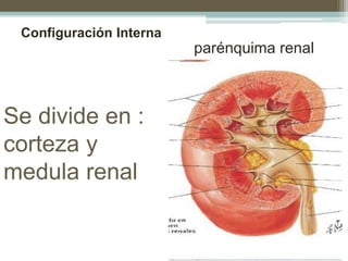 Se divide en :
corteza y
medula renal
Configuración Interna
parénquima renal
 