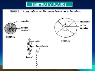 SIMETRÍAS Y  PLANOS  