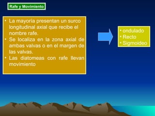 Rafe y Movimiento La mayoría presentan un surco longitudinal axial que recibe el nombre rafe.  Se localiza en la zona axial de ambas valvas o en el margen de las valvas.  Las diatomeas con rafe llevan movimiento  ondulado Recto Sigmoideo   