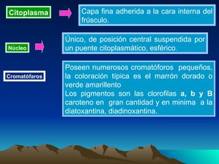 Citoplasma Capa fina adherida a la cara interna del frúsculo.   Núcleo Único, de posición central suspendida por un puente citoplasmático, esférico . Cromatófaros Poseen numerosos cromatóforos  pequeños, la coloración típica es el marrón dorado o verde amarillento Los pigmentos son las clorofilas  a, b y B  caroteno en  gran cantidad y en minima  a la diatoxantina, diadinoxantina. 