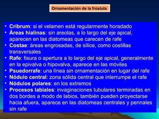 Cribrum : si el velamen está regularmente horadado  Áreas hialinas : sin areolas, a lo largo del eje apical, aparecen en las diatomeas que carecen de rafe  Costae : áreas engrosadas, de sílice, como costillas transversales  Rafe : fisura o apertura a lo largo del eje apical, generalmente en la epivalva o hipovalva, aparece en las móviles  Psuedorrafe : una línea sin ornamentación en lugar del rafe  Nódulo central : zona sólida central que interrumpe el rafe  Nódulos polares : en los extremos  Procesos labiales : invaginaciones tubulares terminadas en dos bordes a modo de labios, también pueden proyectarse hacia afuera, aparece en las diatomeas centrales y pennales sin rafe  Ornamentación de la frústula  